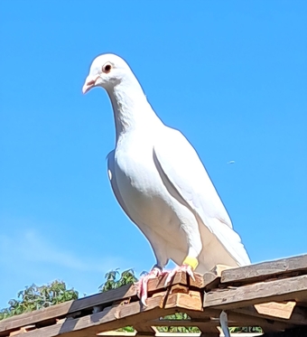 Quality White racing pigeons babies with 2026 rings ready to go