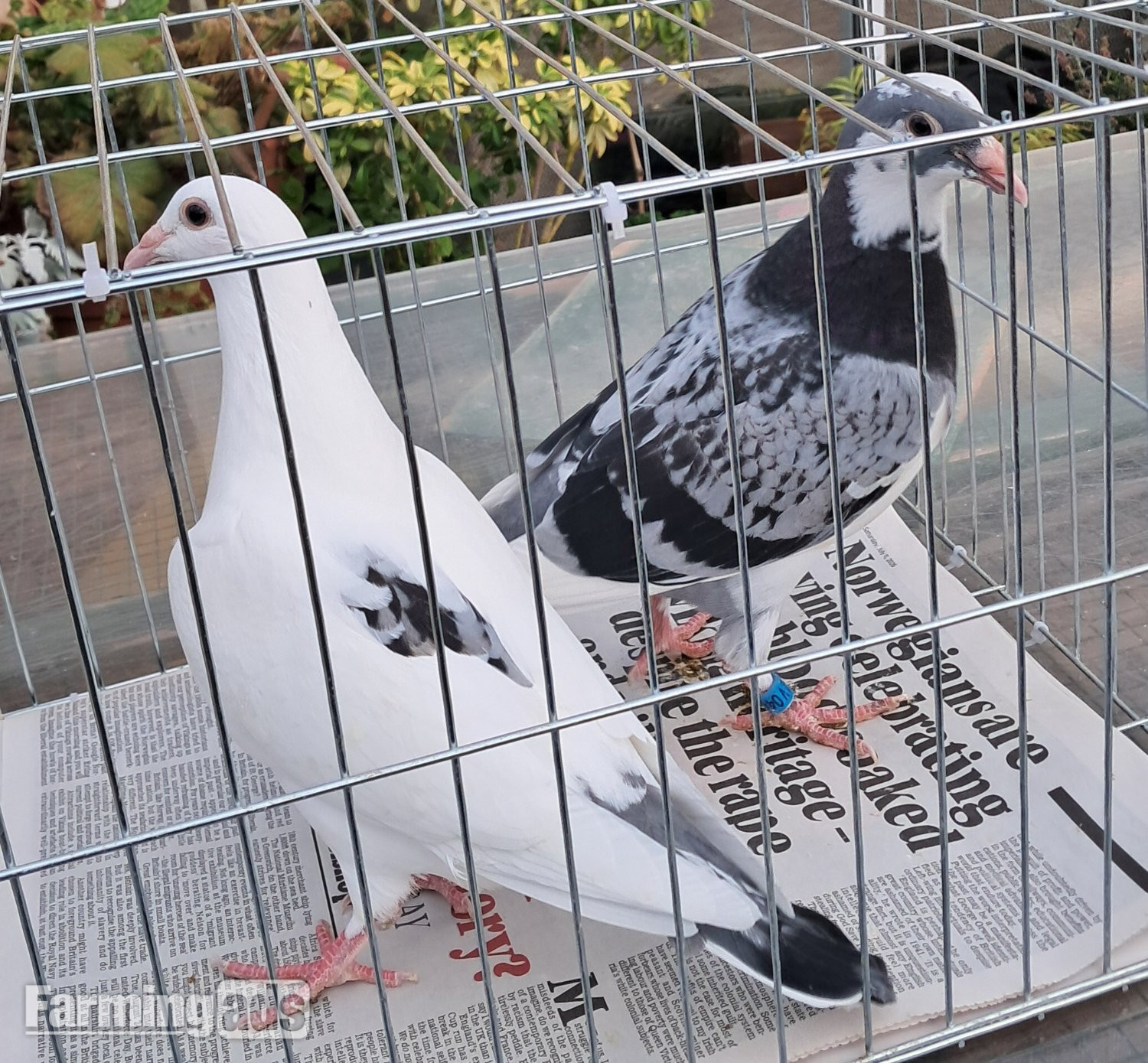  Quality White racing pigeons babies with 2026 rings ready to go