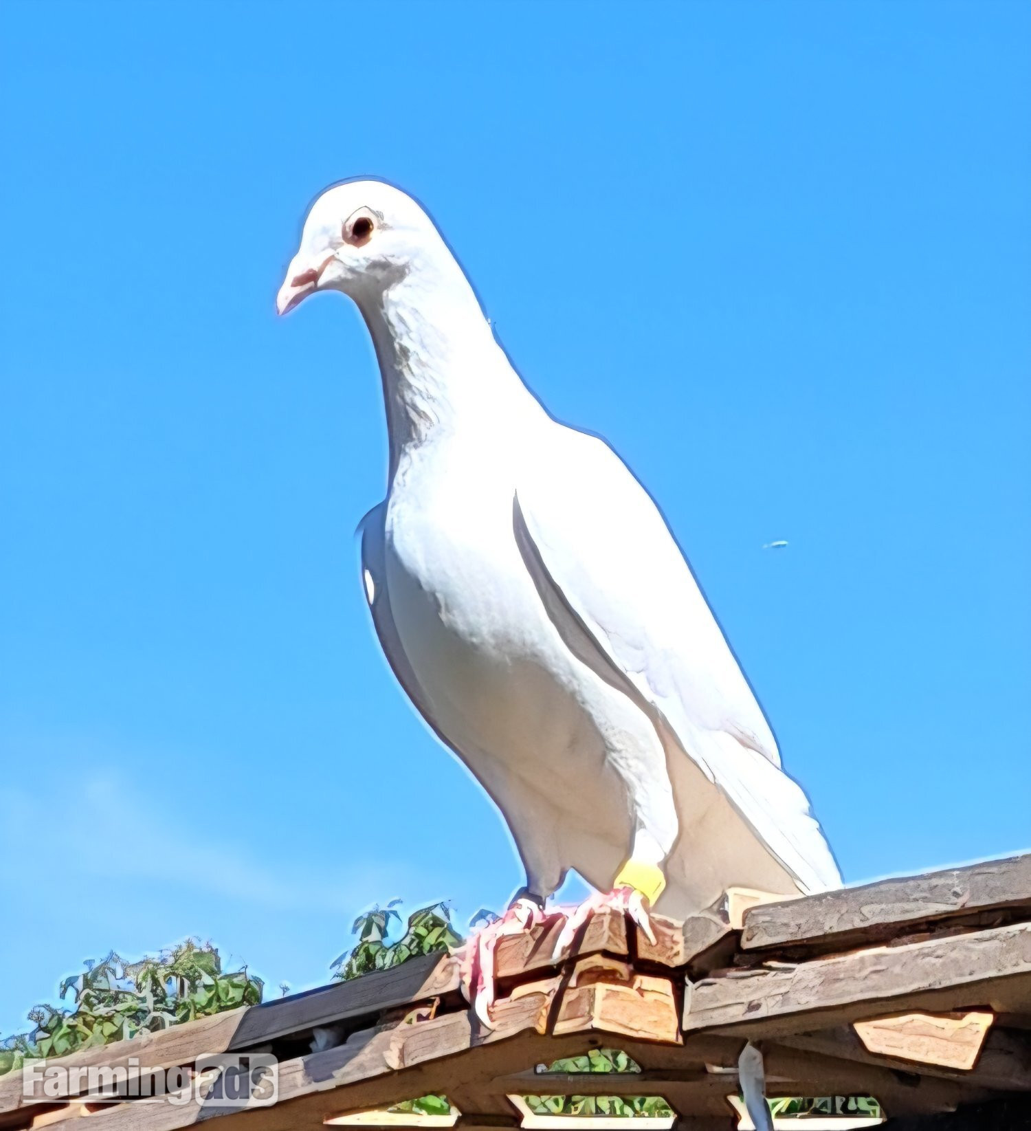 Quality White racing pigeons babies with 2026 rings ready to go - {CATEGORY}