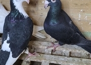 Egyptian Moraslat pigeons for sale