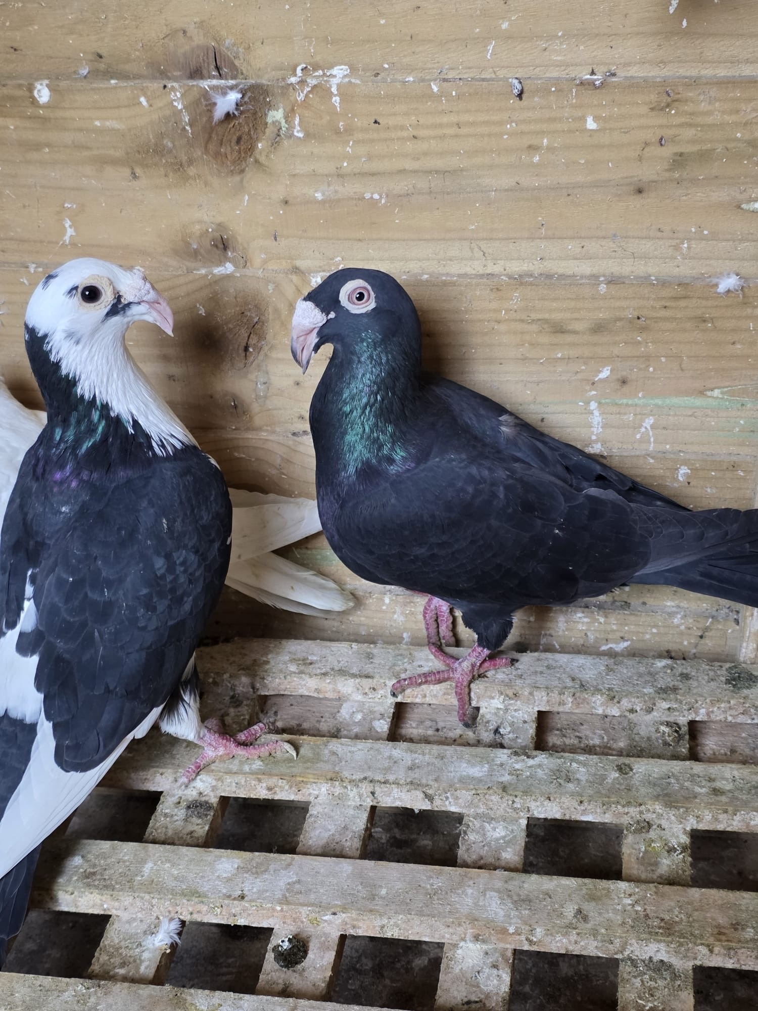 Egyptian Moraslat pigeons for sale