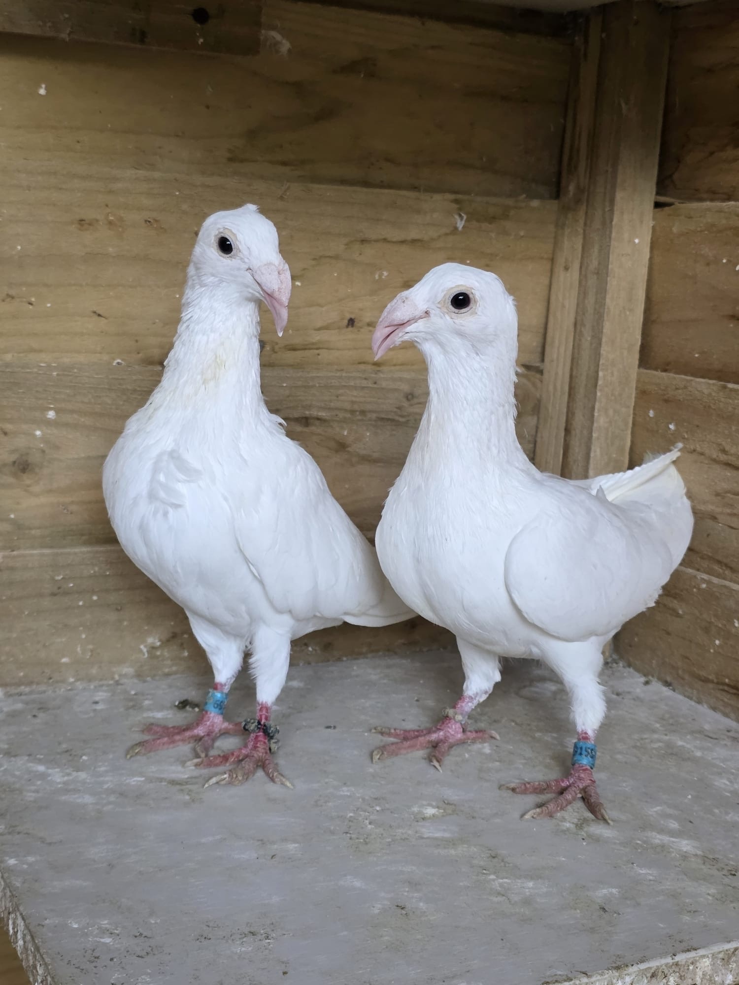  Egyptian Moraslat pigeons for sale