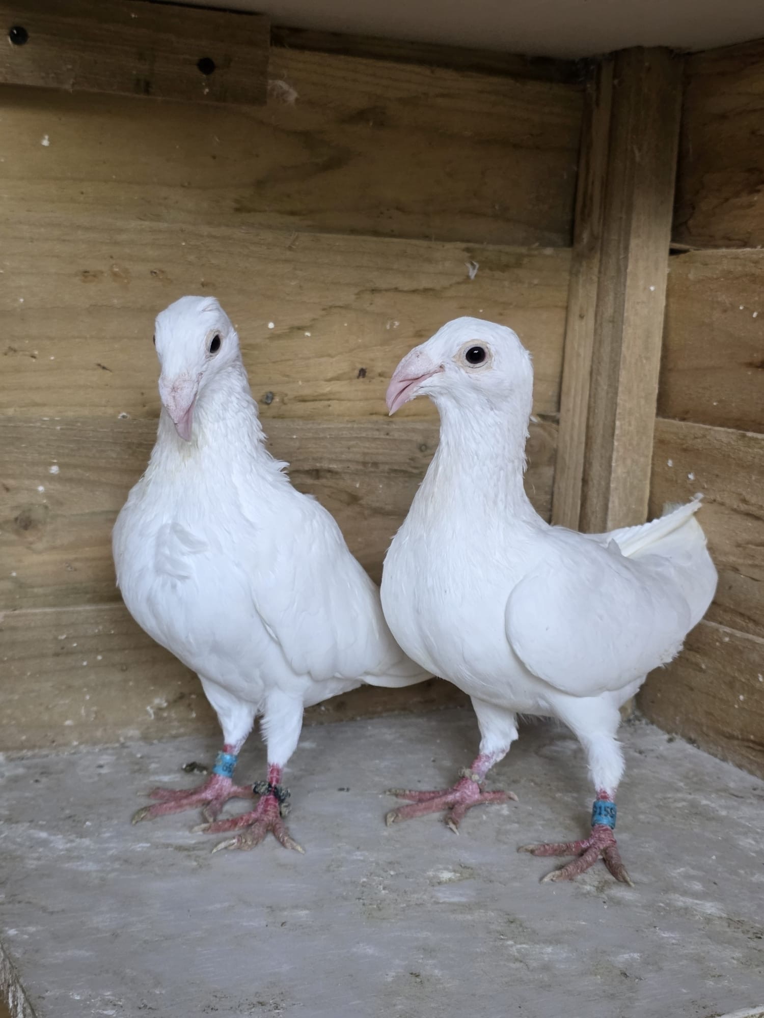 Egyptian Moraslat pigeons for sale - {CATEGORY}