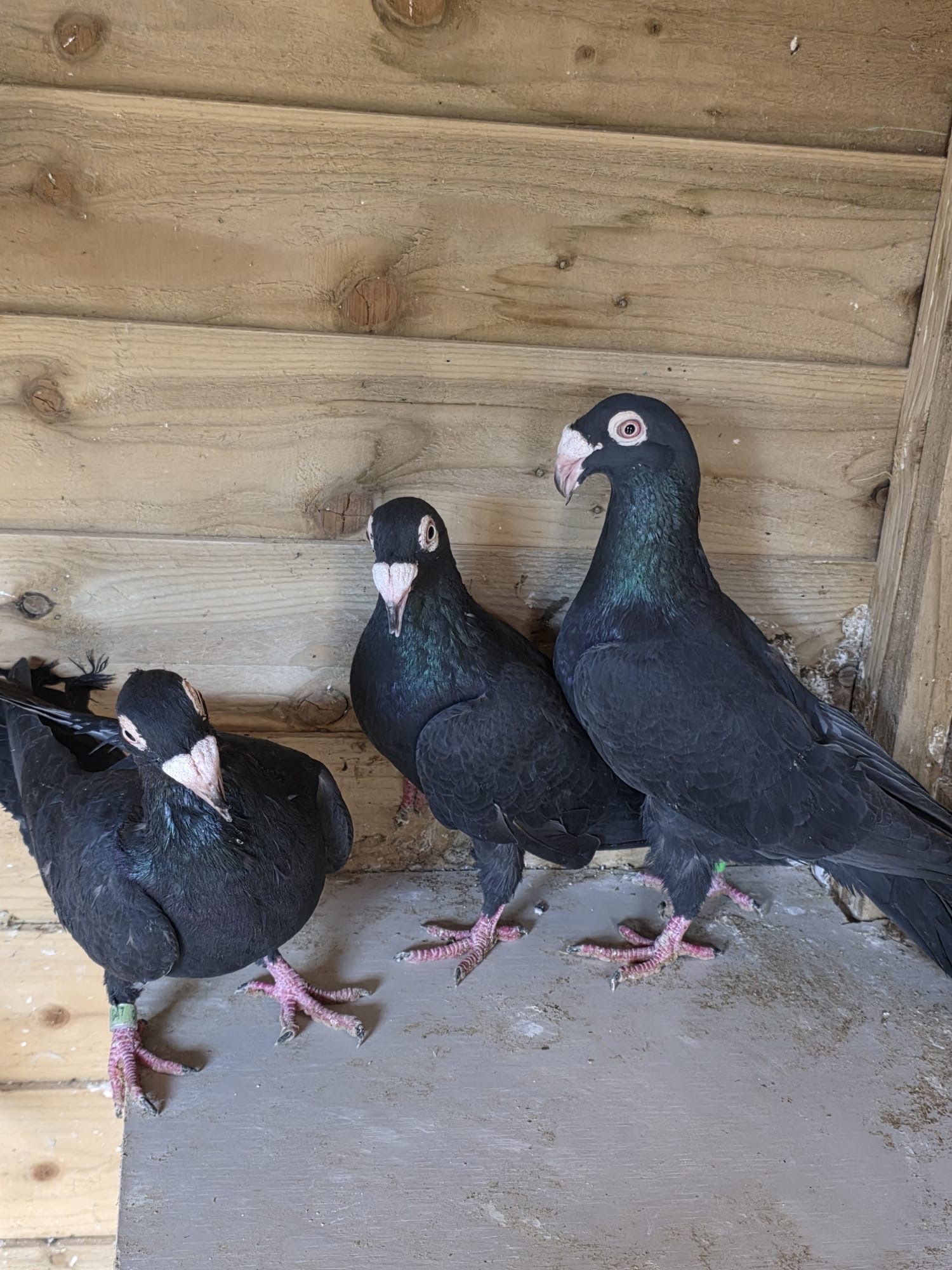 Egyptian Moraslat pigeons for sale - {CATEGORY}