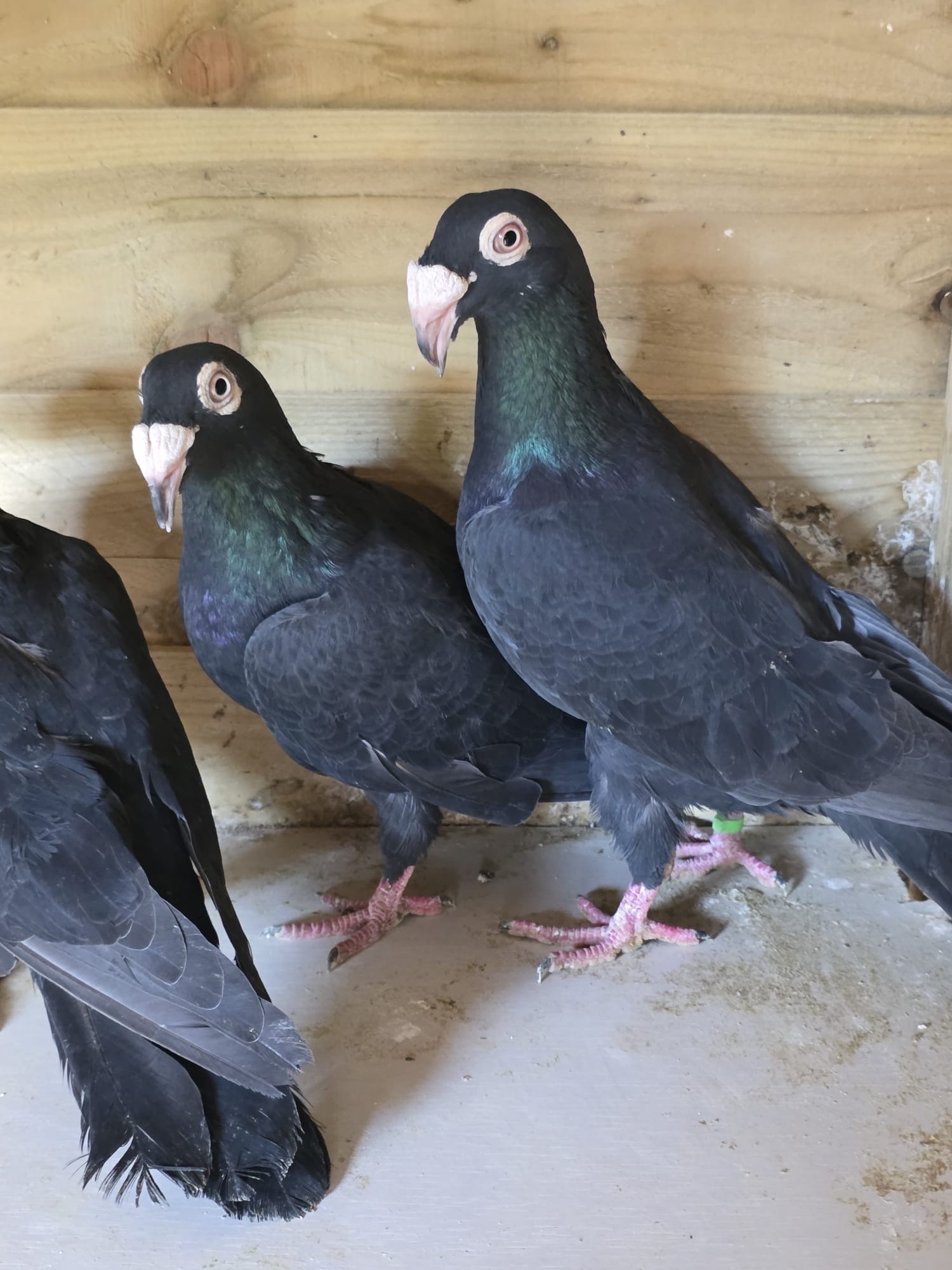 Egyptian Moraslat pigeons for sale 