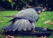 2026 female peregrine wanted