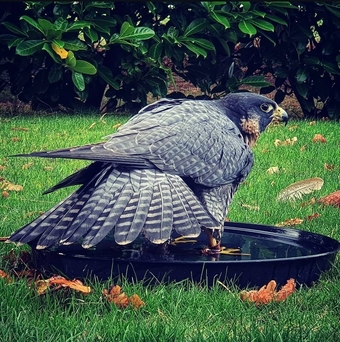 2026 female peregrine wanted