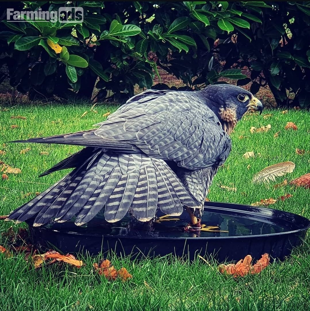 2026 female peregrine wanted