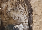 DNA'd male Tawny owl 
