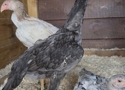 2x Blue O shamo pullets 