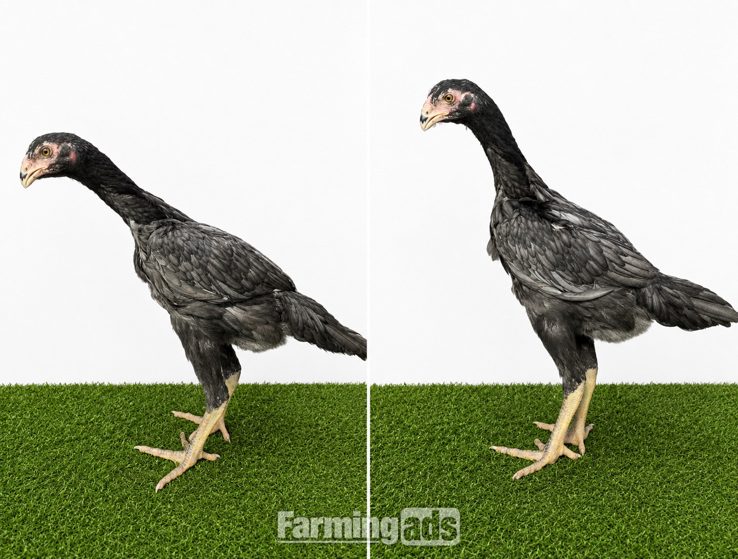 2x Blue O shamo pullets 