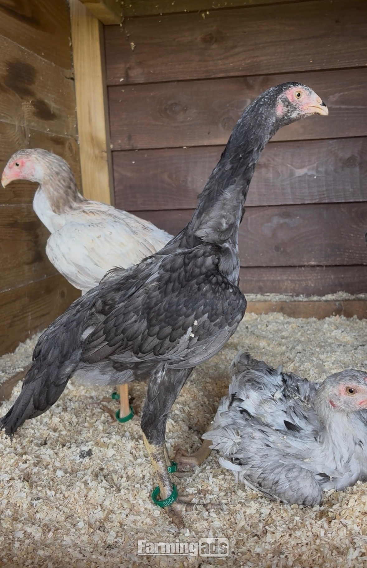 2x Blue O shamo pullets 