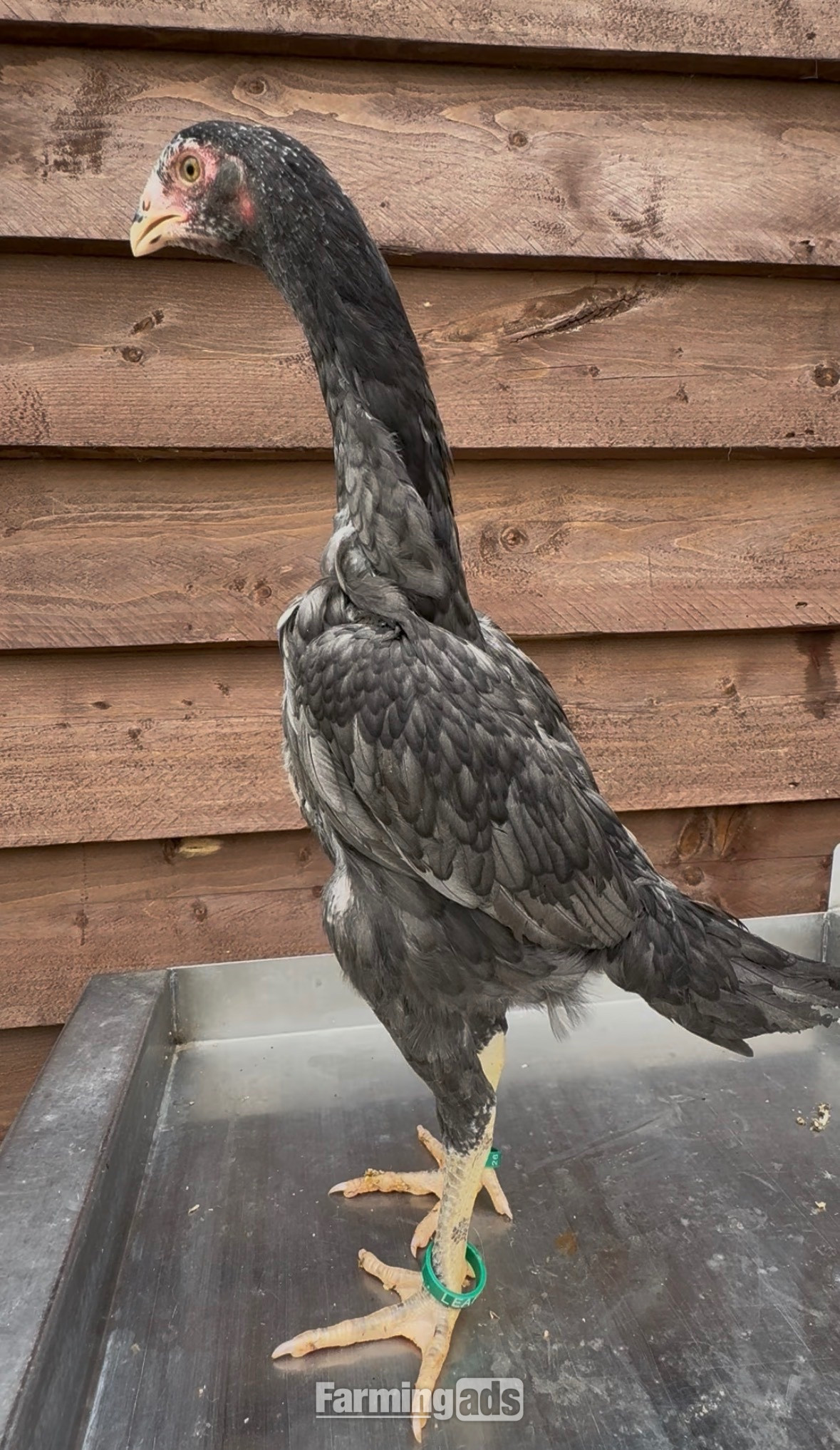  2x Blue O shamo pullets 