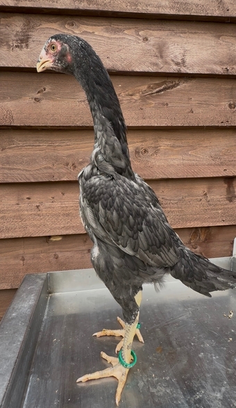 2x Blue O shamo pullets 