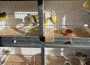 Fife &amp; Gloster Canaries for Sale