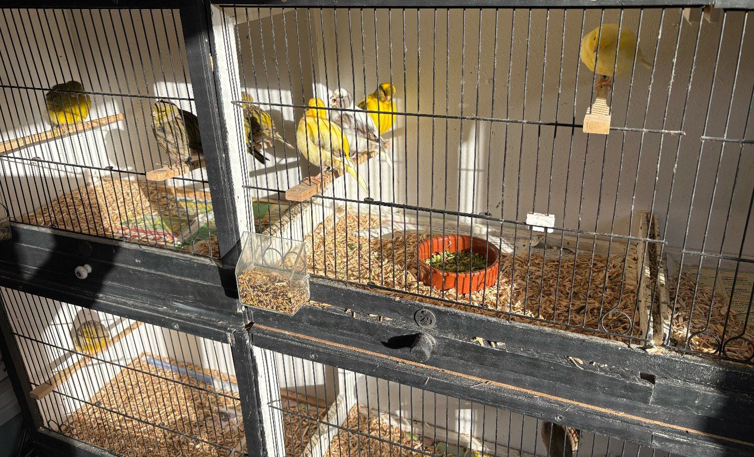 Fife &amp; Gloster Canaries for Sale