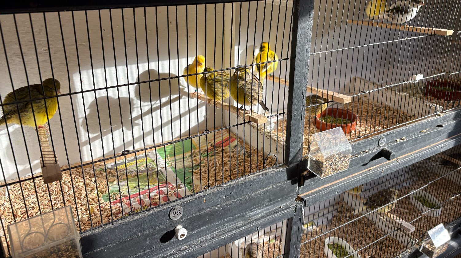  Fife &amp; Gloster Canaries for Sale