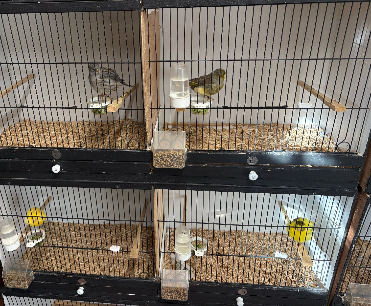 Fife &amp; Gloster Canaries for Sale - {CATEGORY}