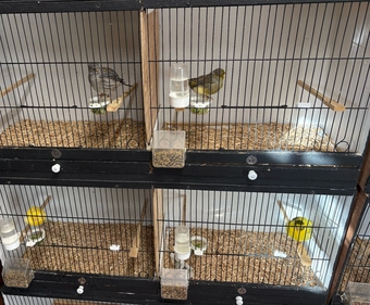 Fife &amp; Gloster Canaries for Sale