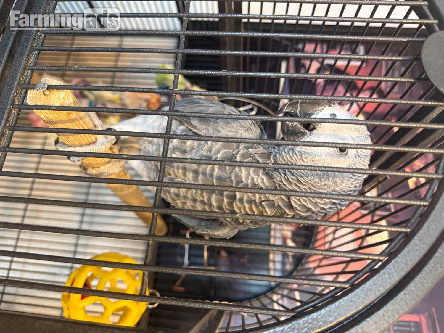 13 months old un  sexed African grey,   talking , beautiful bird