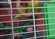 2 lovebirds for sale