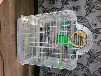 2 lovebirds for sale