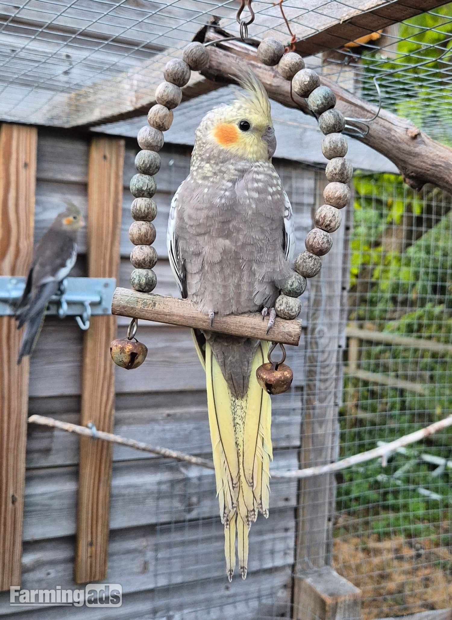Beautiful Baby Cockatiels - 10-12 Weeks Old