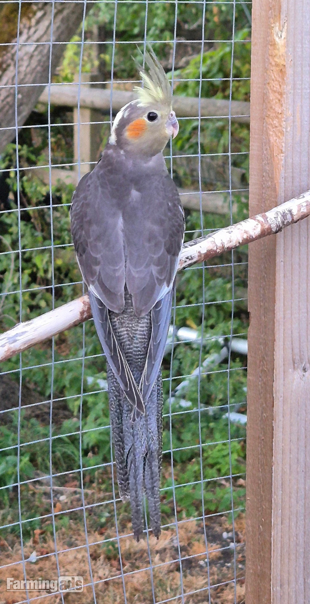  Beautiful Baby Cockatiels - 10-12 Weeks Old