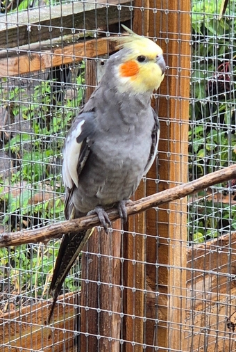 Beautiful Baby Cockatiels - 10-12 Weeks Old