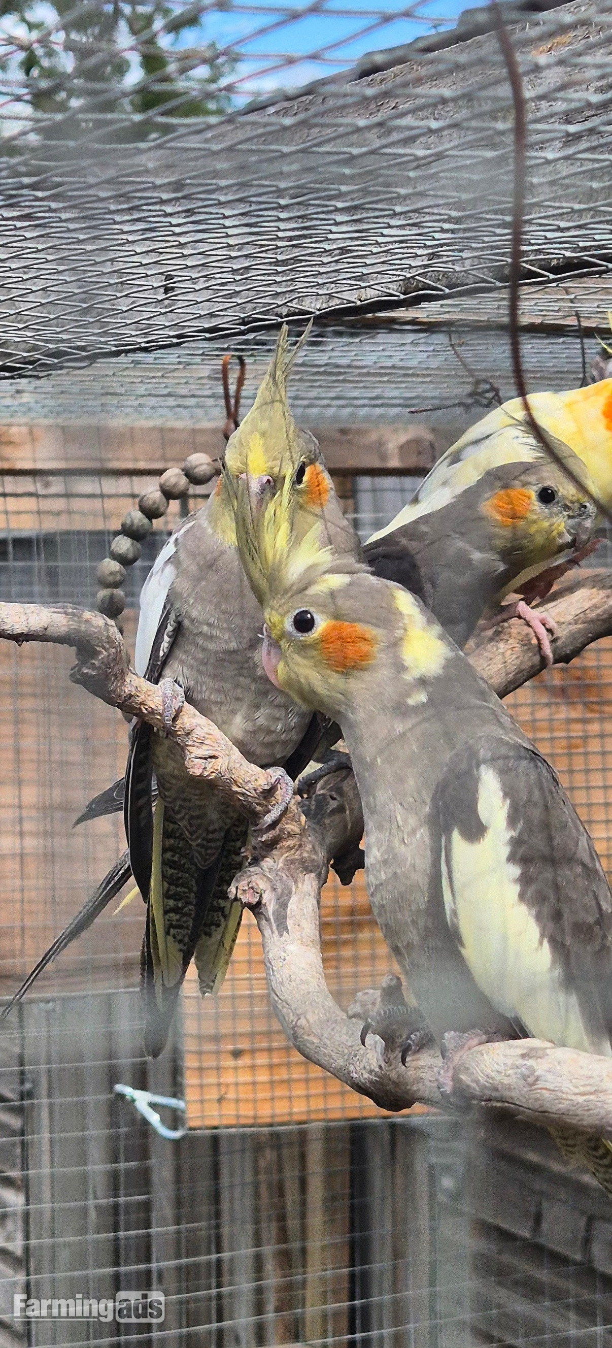 Beautiful Baby Cockatiels - 10-12 Weeks Old - {CATEGORY}