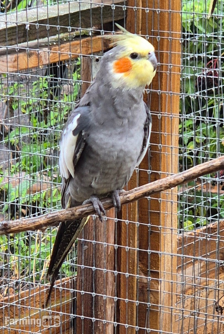 Beautiful Baby Cockatiels - 10-12 Weeks Old - {CATEGORY}