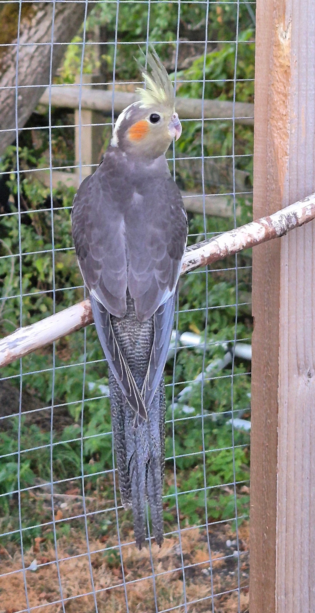  Beautiful Baby Cockatiels - 10-12 Weeks Old