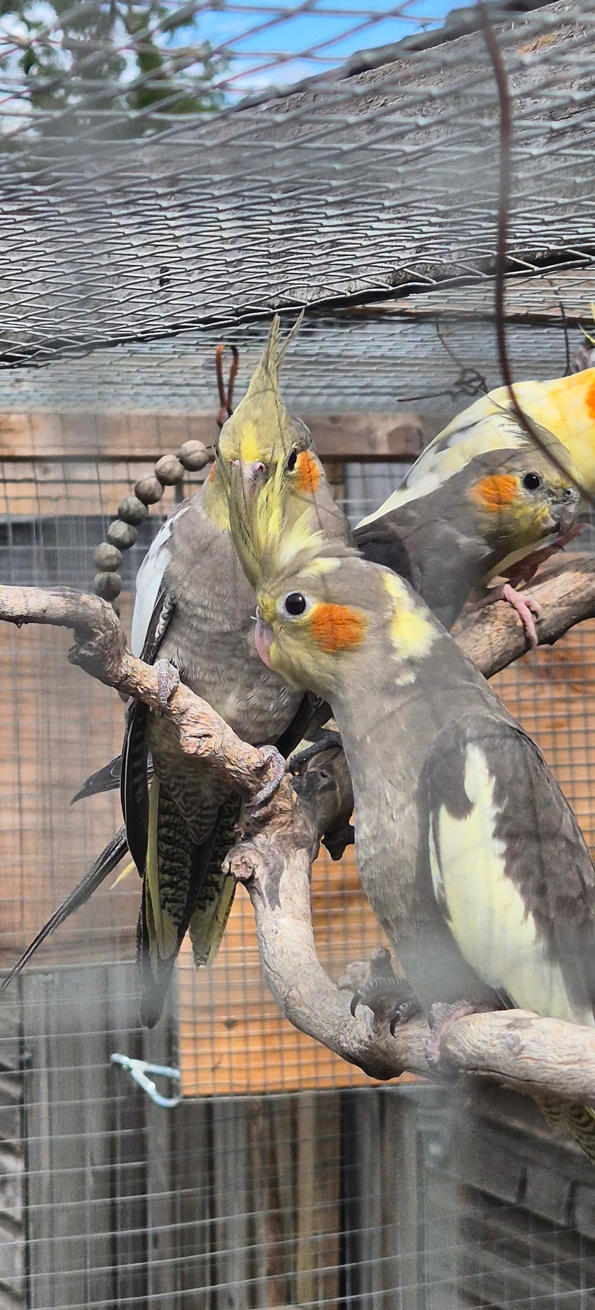 Beautiful Baby Cockatiels - 10-12 Weeks Old - {CATEGORY}
