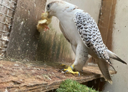 7/8 male gyr/saker 2020