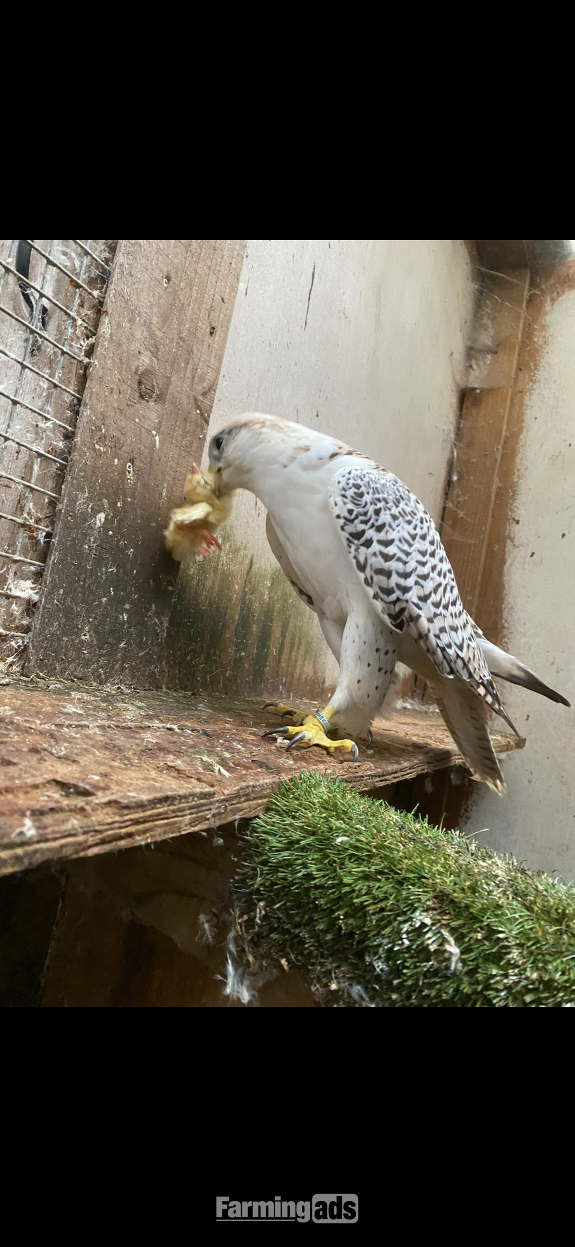 7/8 male gyr/saker 2020