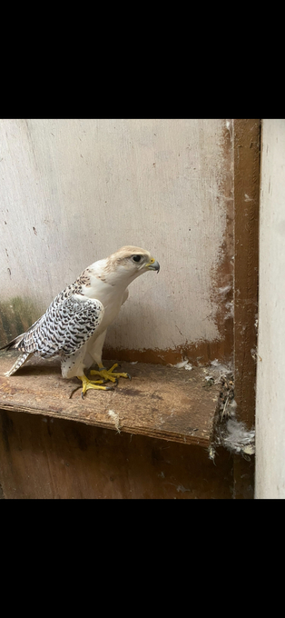 7/8 male gyr/saker 2020