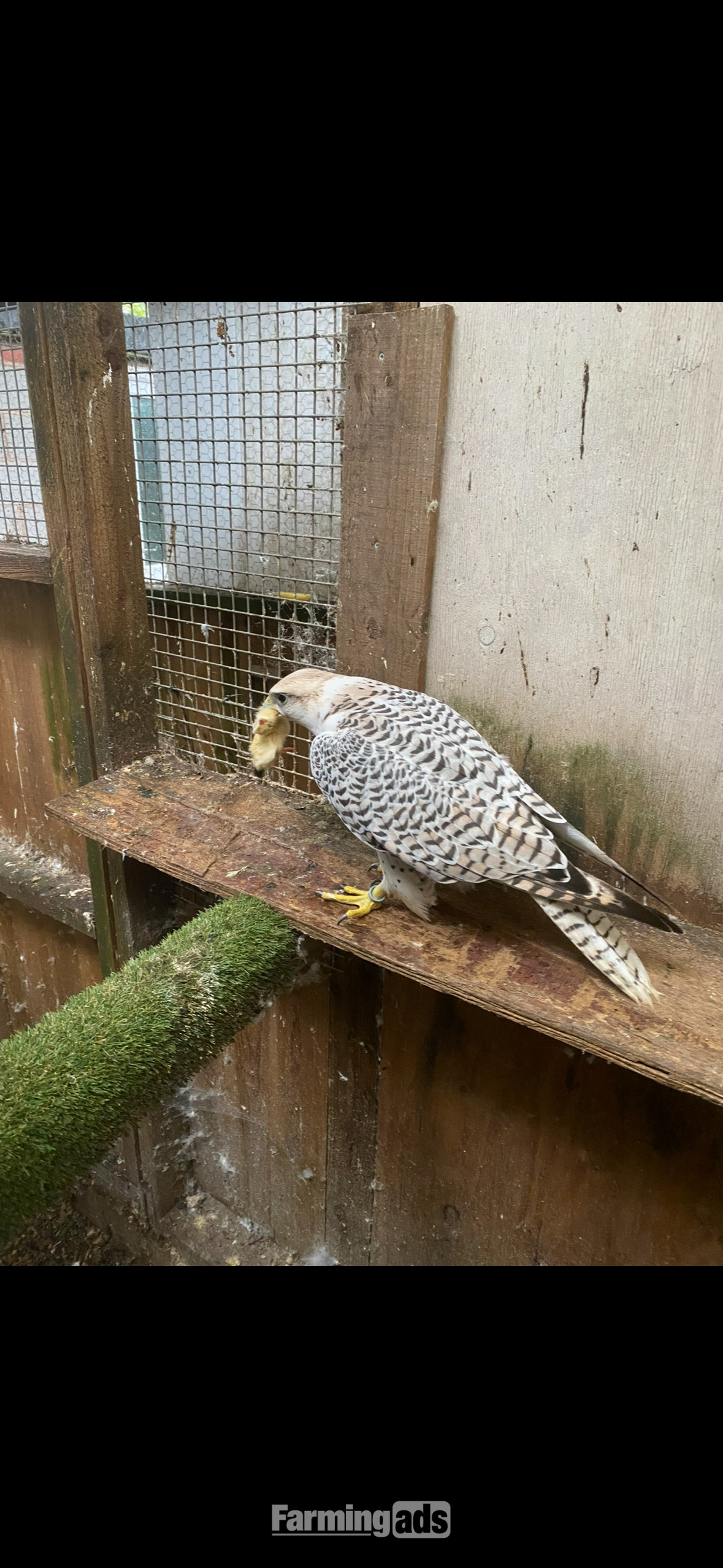 7/8 male gyr/saker 2020