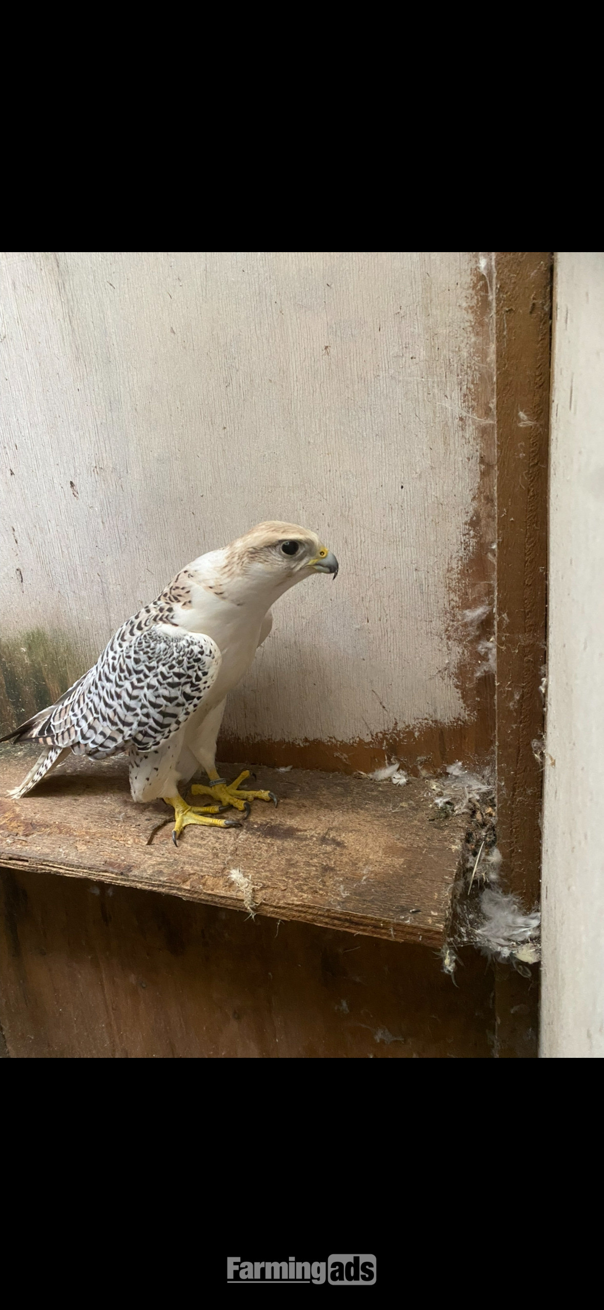  7/8 male gyr/saker 2020