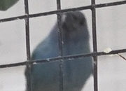 Forbes parrot finche lovely healthy birds 