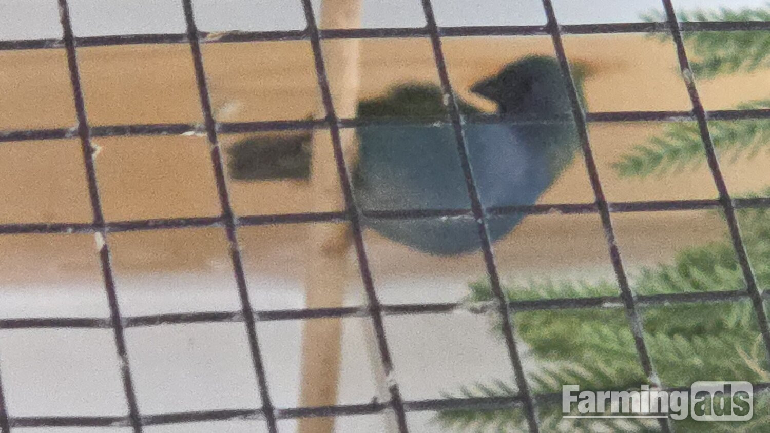 Forbes parrot finche lovely healthy birds 