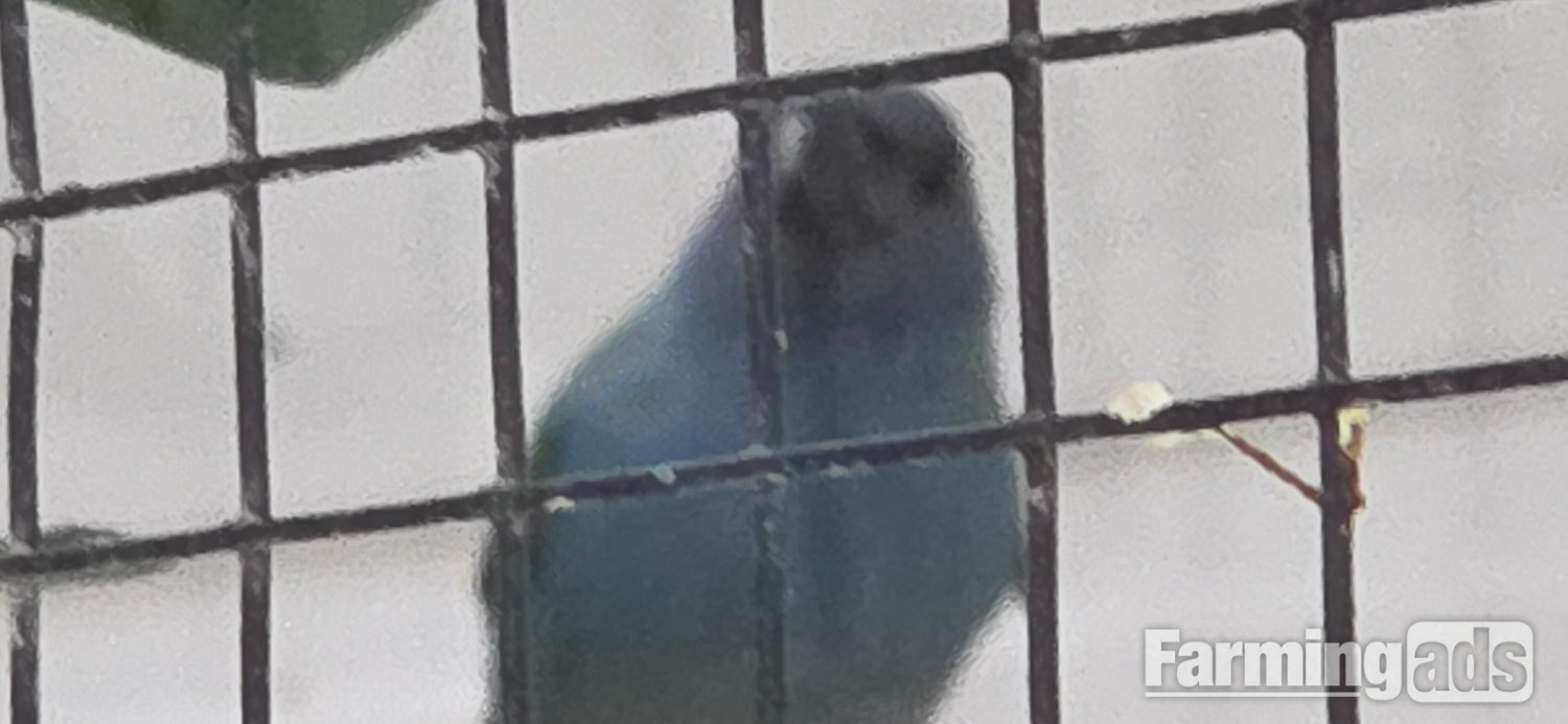 Forbes parrot finche lovely healthy birds 