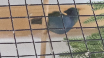Forbes parrot finche lovely healthy birds 
