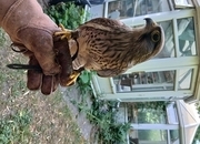 kestrel 2 years 