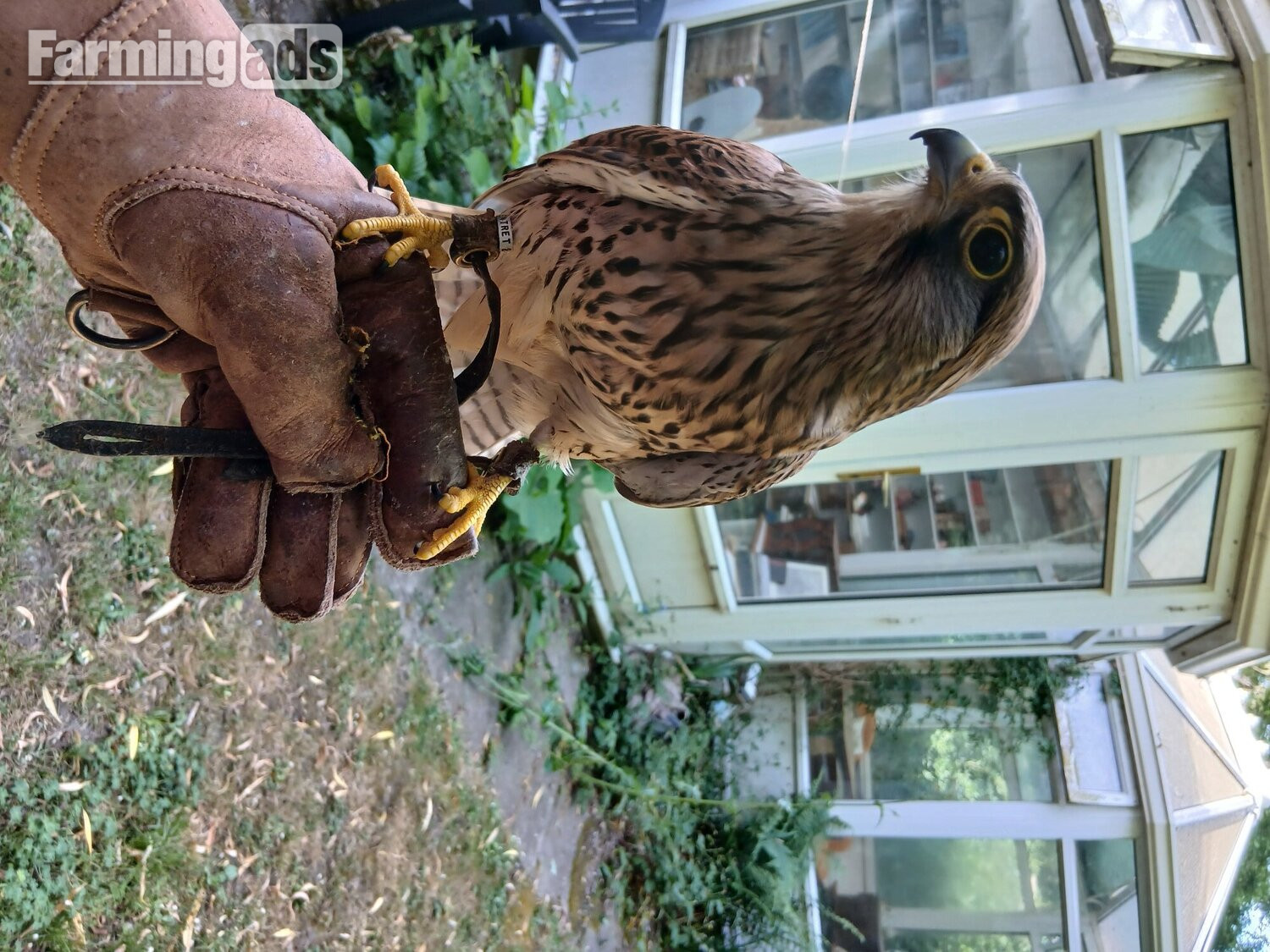 kestrel 2 years 
