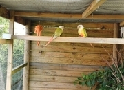 6 week old Pineapple conures 