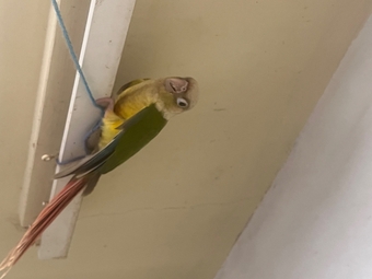6 week old Pineapple conures 