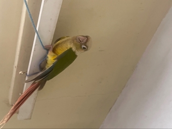 6 week old Pineapple conures 