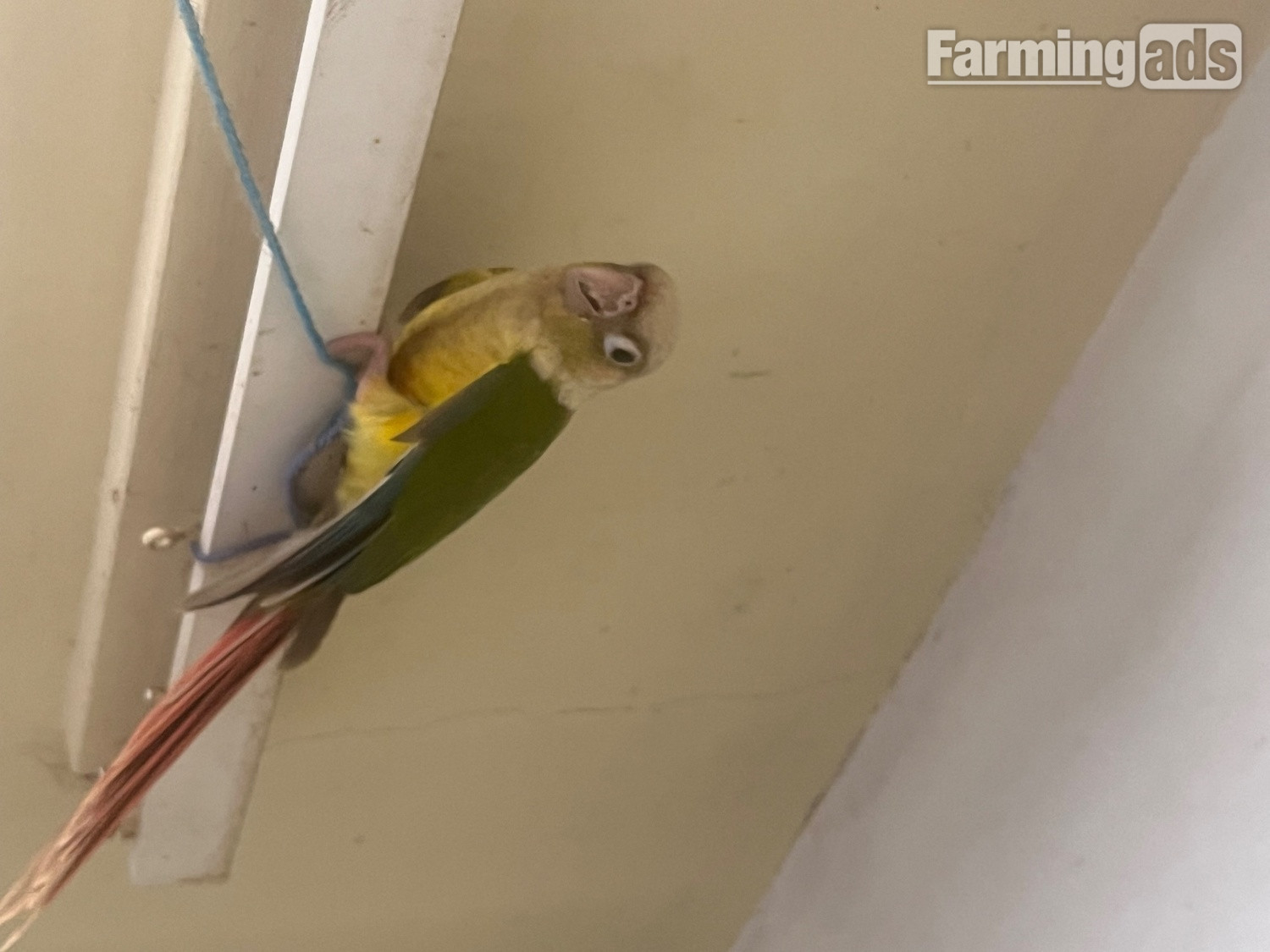 6 week old Pineapple conures 