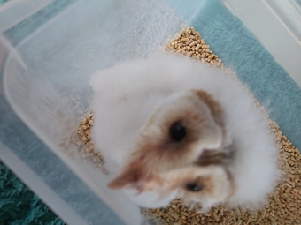Imprinted barn owlet