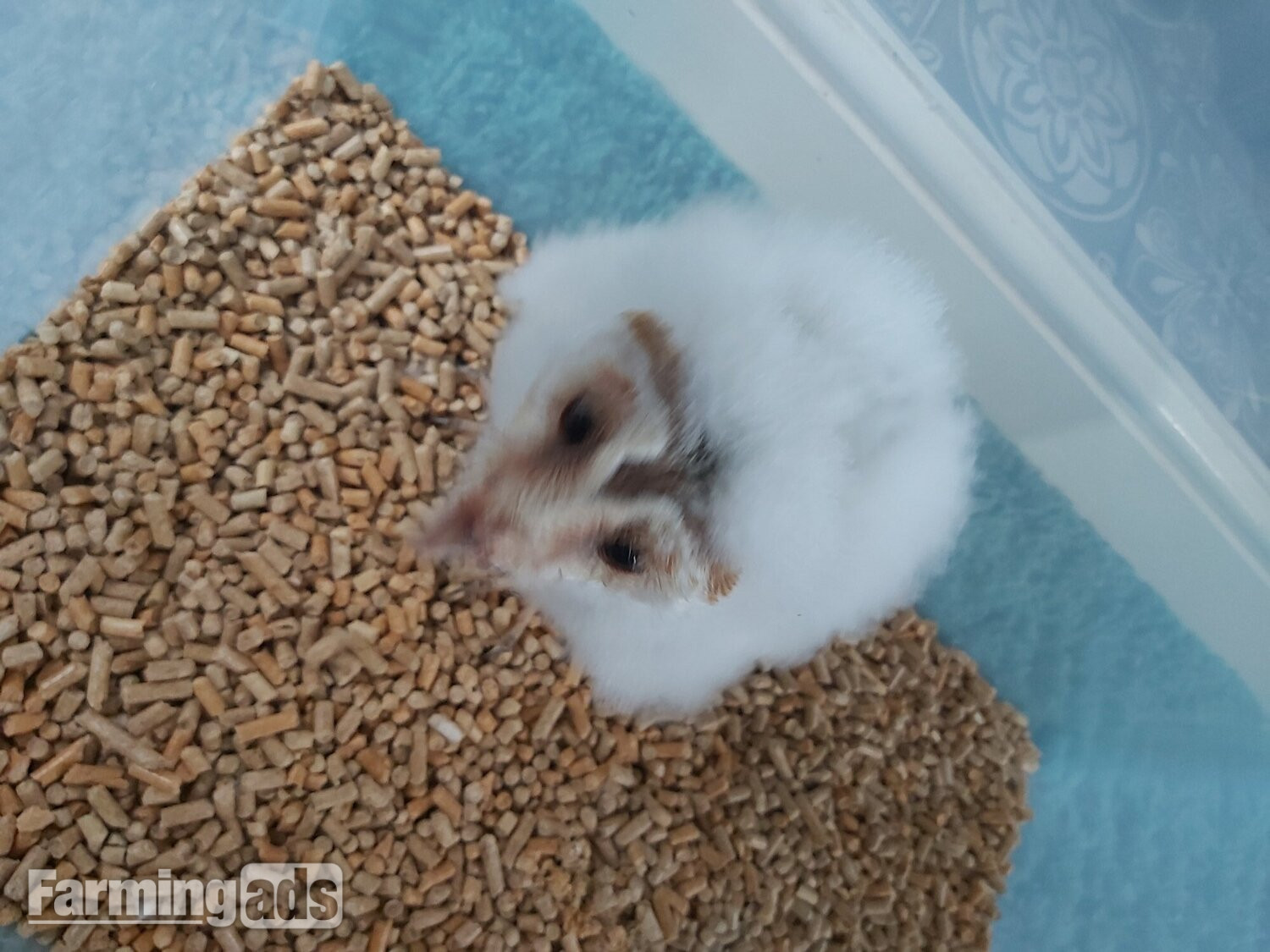 Imprinted barn owlet 